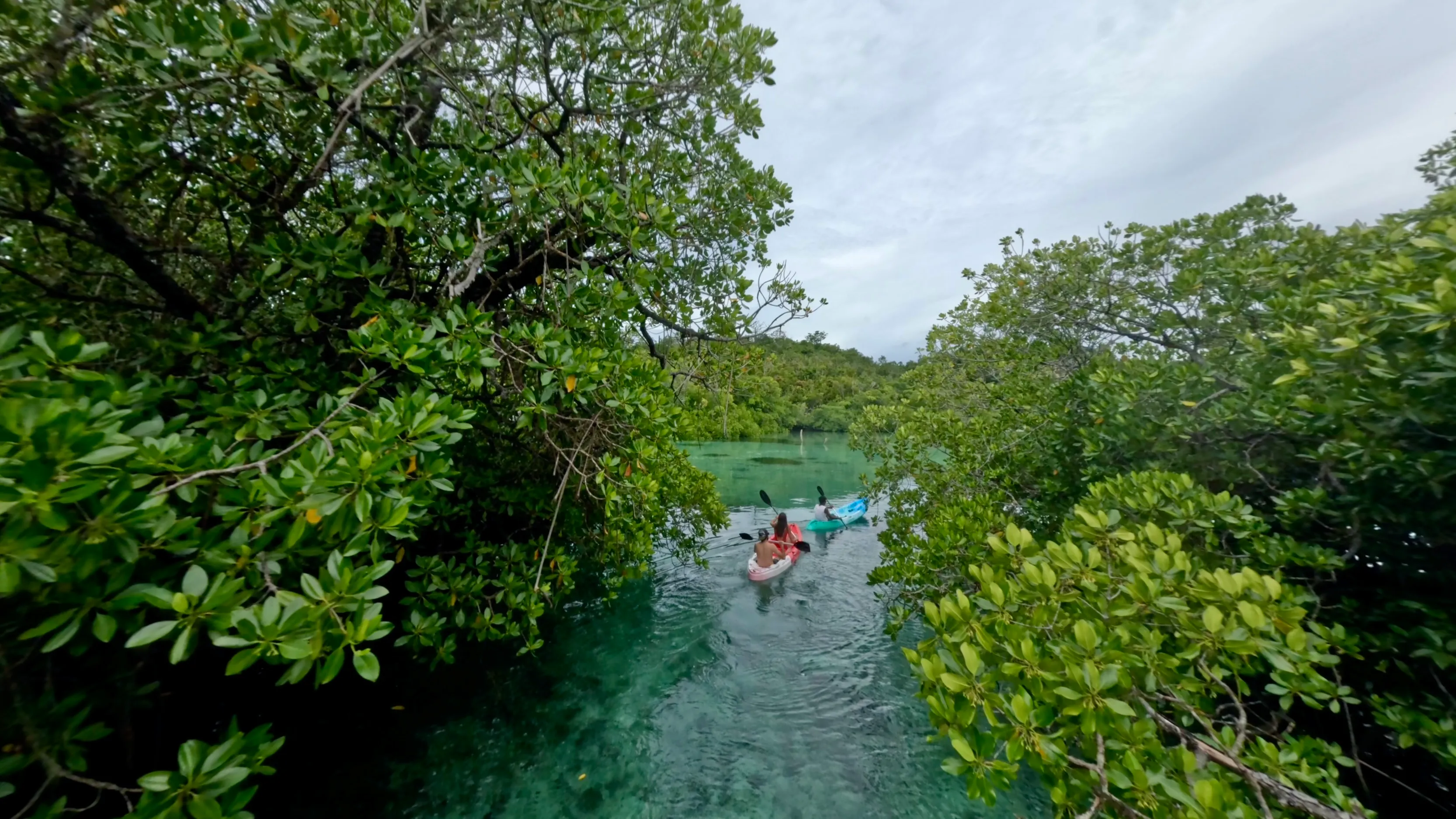 Two kayaks paddling into a narrow clear-water channel between dense overhanging mangroves